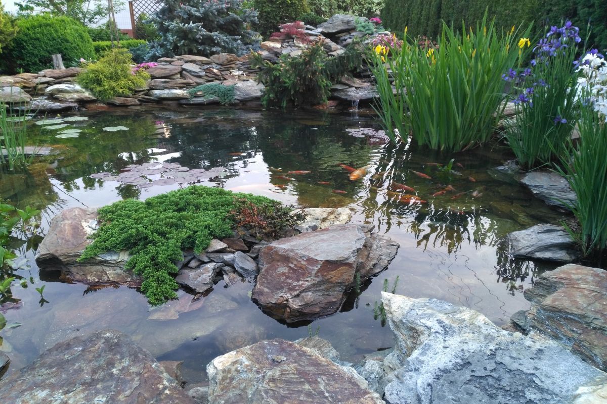 rok po założeniu oczka (2)