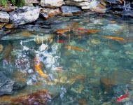 D. Gornicza wykonanie oczka wodnego 5