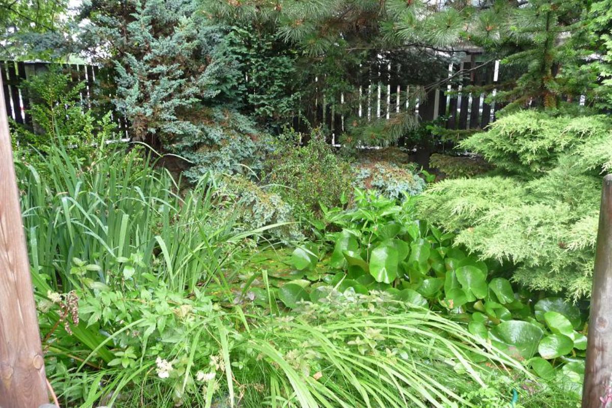 1przed D. Gornicza przed wykonaniem oczka wodnego 1